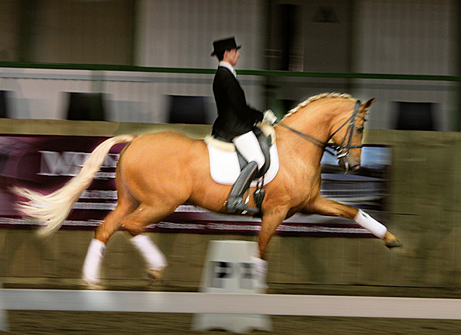 Palomino Dutch Warmblood